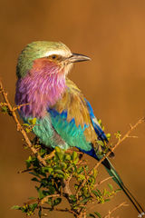 Colors of the Mara