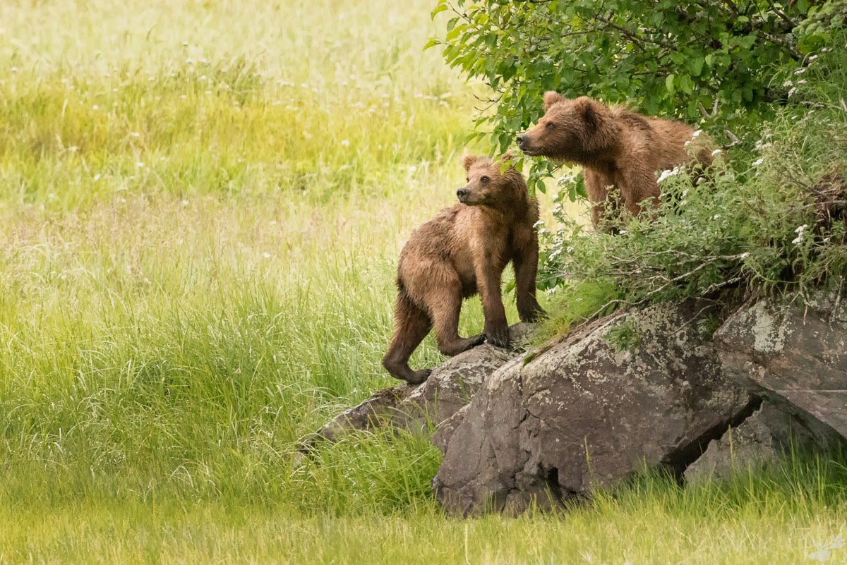 wildlife, Bear, Brown, Grizzly