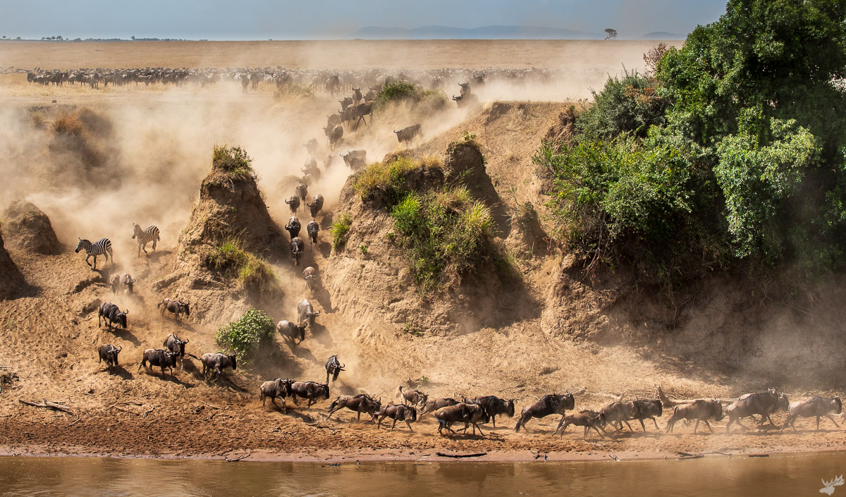 wildlife, crossing, wildebeest, africa