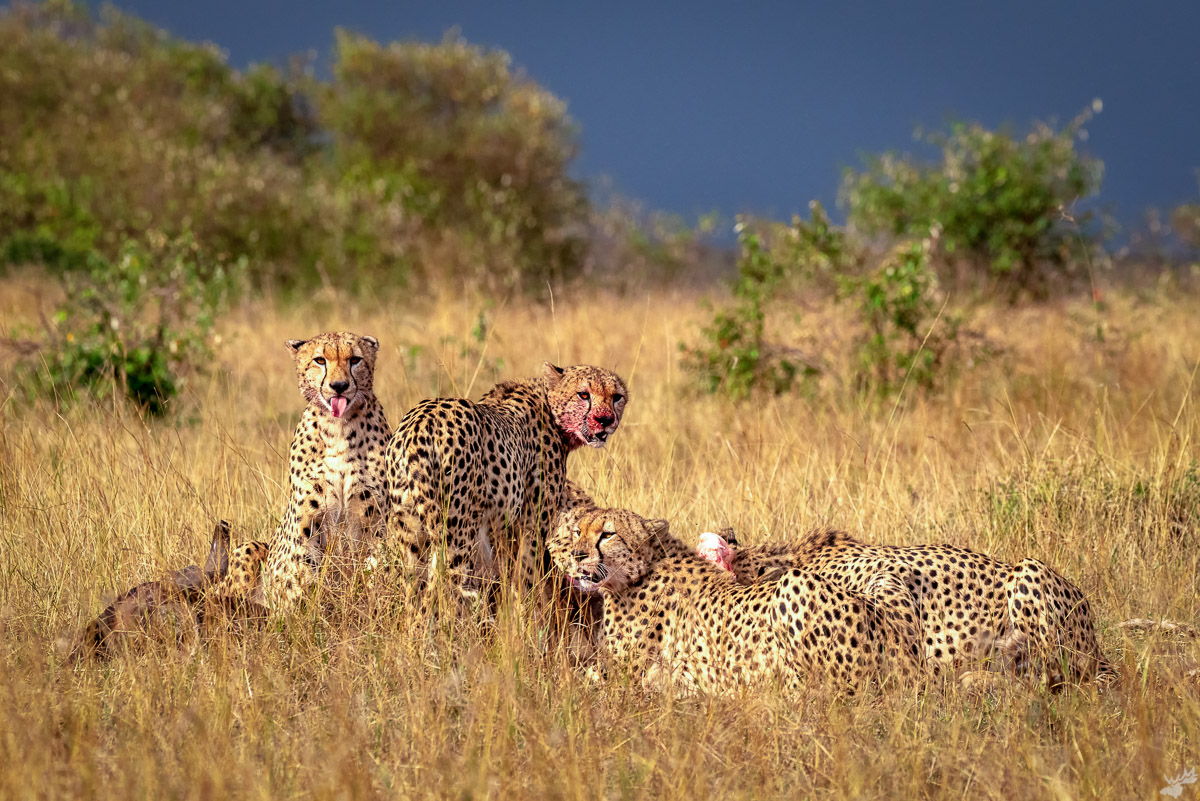 wildlife, cheetah, africa