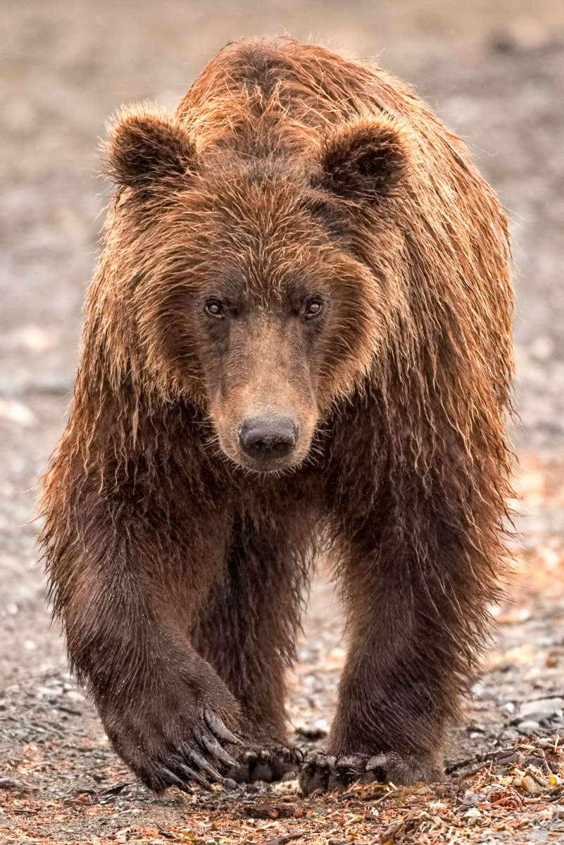 wildlife, Bear, Brown, Grizzly