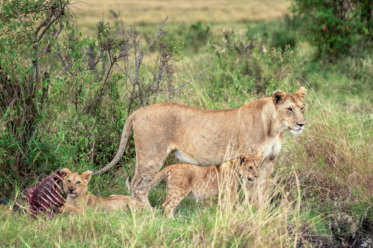 wildlife, lioness, cubs, lion, africa