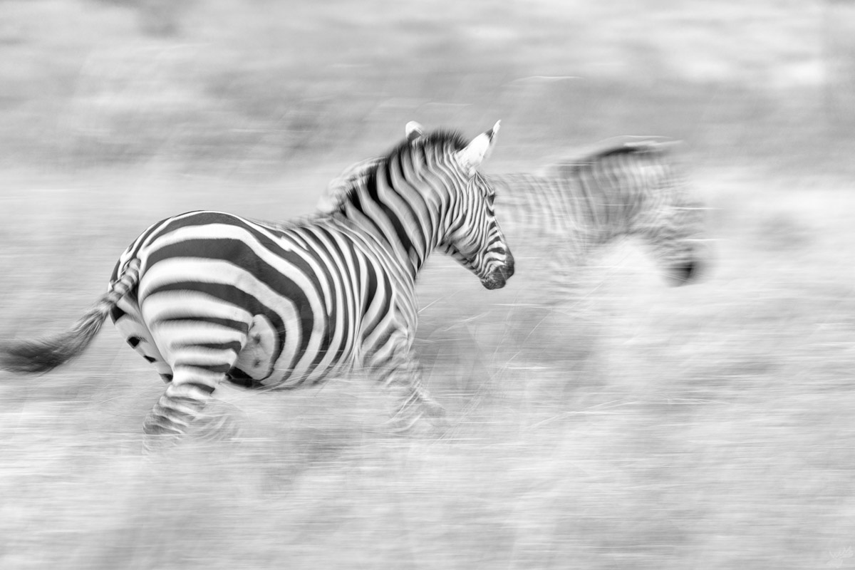 wildlife, zebra, africa
