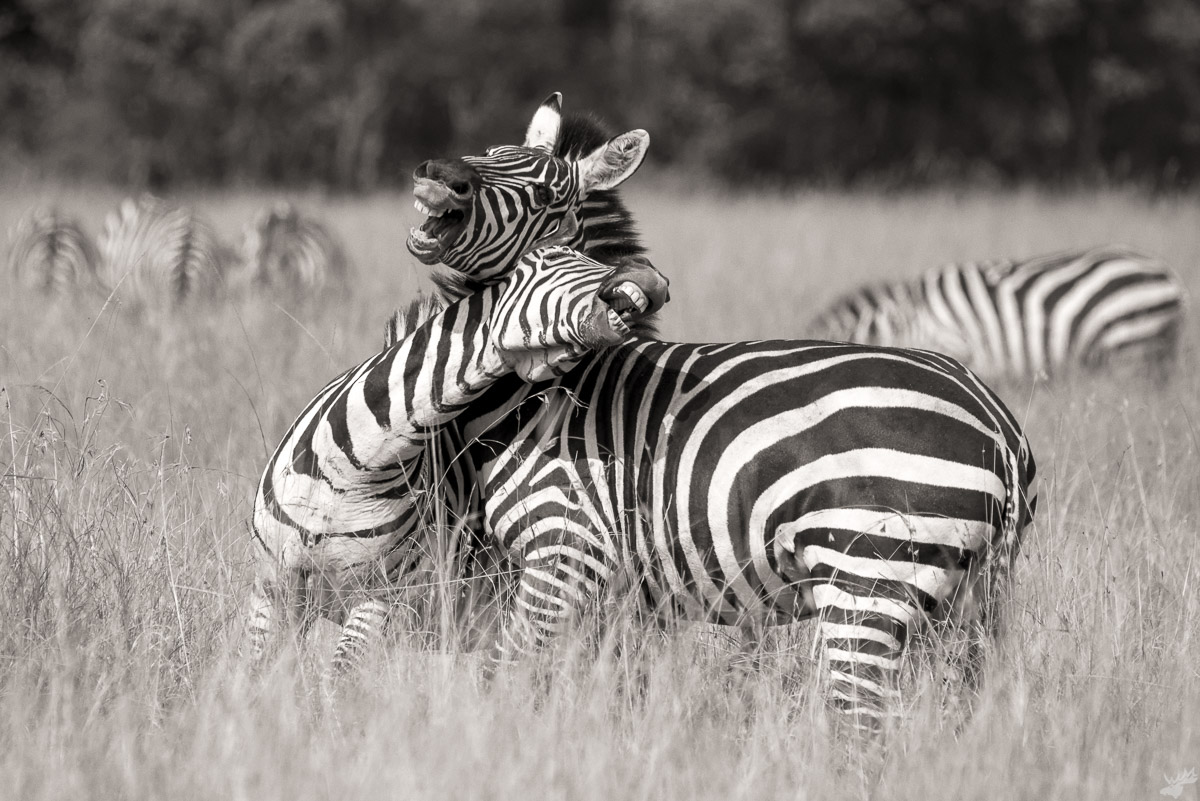 wildlife, zebra, africa